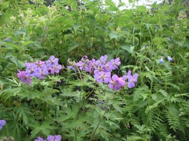 タカネグンナイフウロ